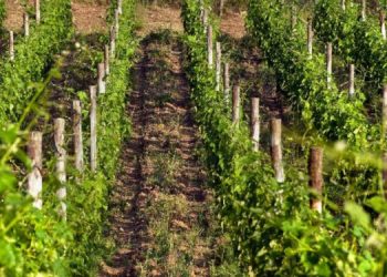 vitigno barbera d'asti