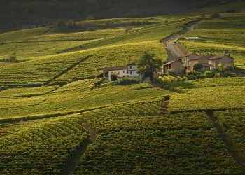 colline barbera michele chiarlo