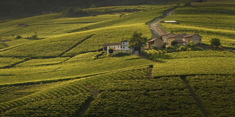 colline barbera michele chiarlo